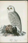 Fjäll=uggla. (Strix nyctea.) hona.