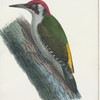 Grön=hackspett. (Picus viridis lin.).