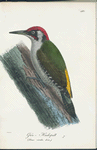 Grön=hackspett. (Picus viridis lin.).