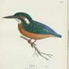 Jsfpgel. (Alcedo ispida lin.).