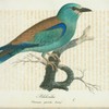 Blåkråka. (Coracias garrula, linn.).