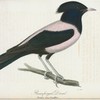 Rosenfärgad drossel. (Gracula rosea, cuv.) hane.