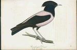 Rosenfärgad drossel. (Gracula rosea, cuv.) hane.