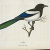 Skata. (Corvus pica linn.).