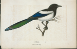 Skata. (Corvus pica linn.).