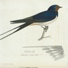 Ladusvala. (Hirundo rustica.linn).