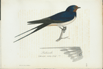 Ladusvala. (Hirundo rustica.linn).