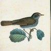 Näktergal. (Sylvia philomela beckst.).