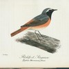 Rödstjert=sångaren. (Sylvia phoenicurus.) hane.