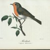 Rödhake. (Sylvia rubecula.).