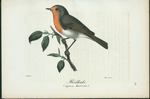 Rödhake. (Sylvia rubecula.).