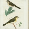 1. Gran=sångare. (Sylvia rufa.), 2. Löf=sångare. (Sylvia trochilus.).