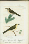1. Gran=sångare. (Sylvia rufa.), 2. Löf=sångare. (Sylvia trochilus.).