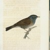 Tern=sparf. (Accentor modularis.) not: st: