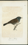 Tern=sparf. (Accentor modularis.) not: st: