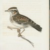 Trädlärka. (Alauda arborea, linn.).