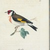 Steglits. (Fringilla carduelis linn.).