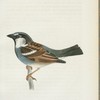 Gråspink. (Fringilla denistica lin.) hane.
