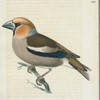 Stenknäck. (Fringilla cocothraustes, illig.) hane.