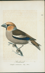 Stenknäck. (Fringilla cocothraustes, illig.) hane.