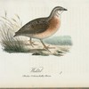 Waktel. (Perdix corturna lath.) hanne.