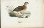 Waktel. (Perdix corturna lath.) hanne.