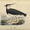 Tofs=wipa. (Vanellus cristatus mey.) Gammal hanne i vårdrägt.