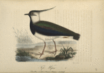 Tofs=wipa. (Vanellus cristatus mey.) Gammal hanne i vårdrägt.