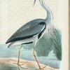Häger (Ardea cinerea lin.) hona.
