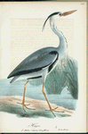 Häger (Ardea cinerea lin.) hona.