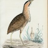 Rödrom. (Ardea stellaris.).