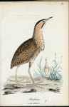 Rödrom. (Ardea stellaris.).