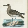 Småspof. (Numenius phoeopus, lath.).