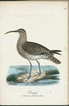 Småspof. (Numenius phoeopus, lath.).