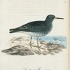 Svartgrå strandvipa. (Tringa maritima.) i vinterfdrägt.