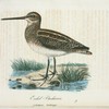 Enkel beckasin. (Scolopax gallinago.).
