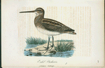 Enkel beckasin. (Scolopax gallinago.).