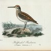 Halfenkel beckasin. (Scolopax gallinula.).