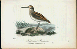 Halfenkel beckasin. (Scolopax gallinula.).