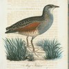 aÄng knarr. (Gallinula crex.).