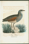 aÄng knarr. (Gallinula crex.).