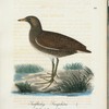 Småfläckig Sumphöna. (Gallinulla porzana lath.).