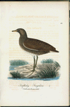 Småfläckig Sumphöna. (Gallinulla porzana lath.).