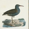 Vatten-rall. (Rallus aquaticus linn.).