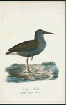 Vatten-rall. (Rallus aquaticus linn.).