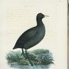 Sot;höna. (Fulica atra.) hona.