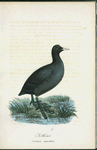 Sot;höna. (Fulica atra.) hona.