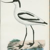 Skärfläcka. (Recurvirostra avocetta linn.)