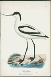 Skärfläcka. (Recurvirostra avocetta linn.)