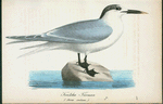 Kentska tarnan. (Sterna cantiaca.).